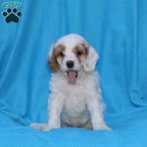 Smudge, Cockapoo Puppy